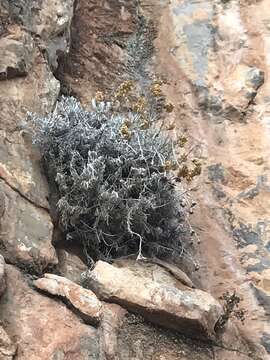 Image of Helichrysum errerae Tineo