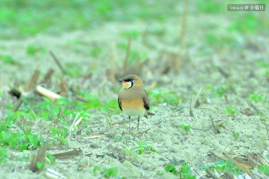 Image of Oriental Pratincole