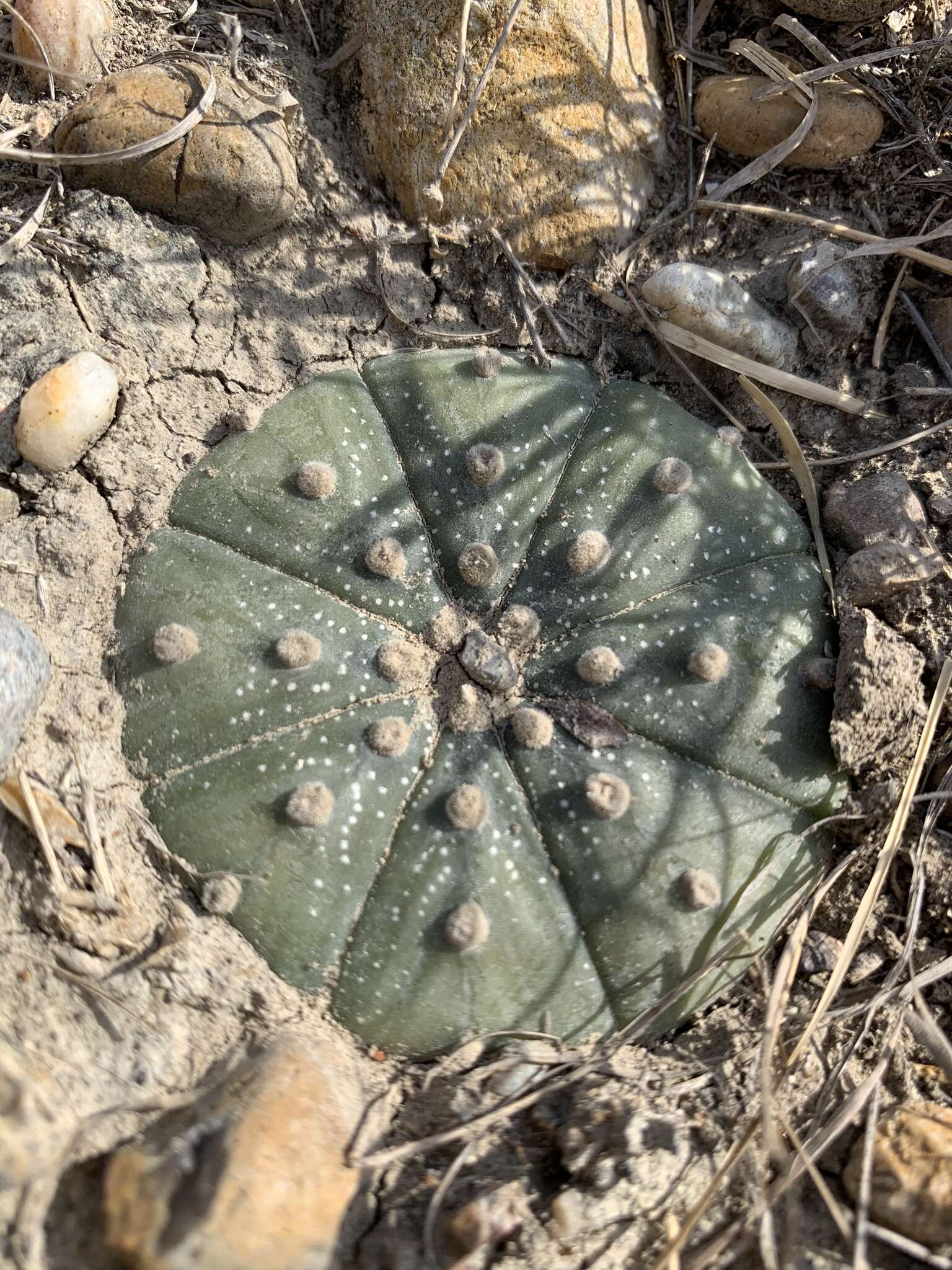 Image of Sand Dollar Cactus