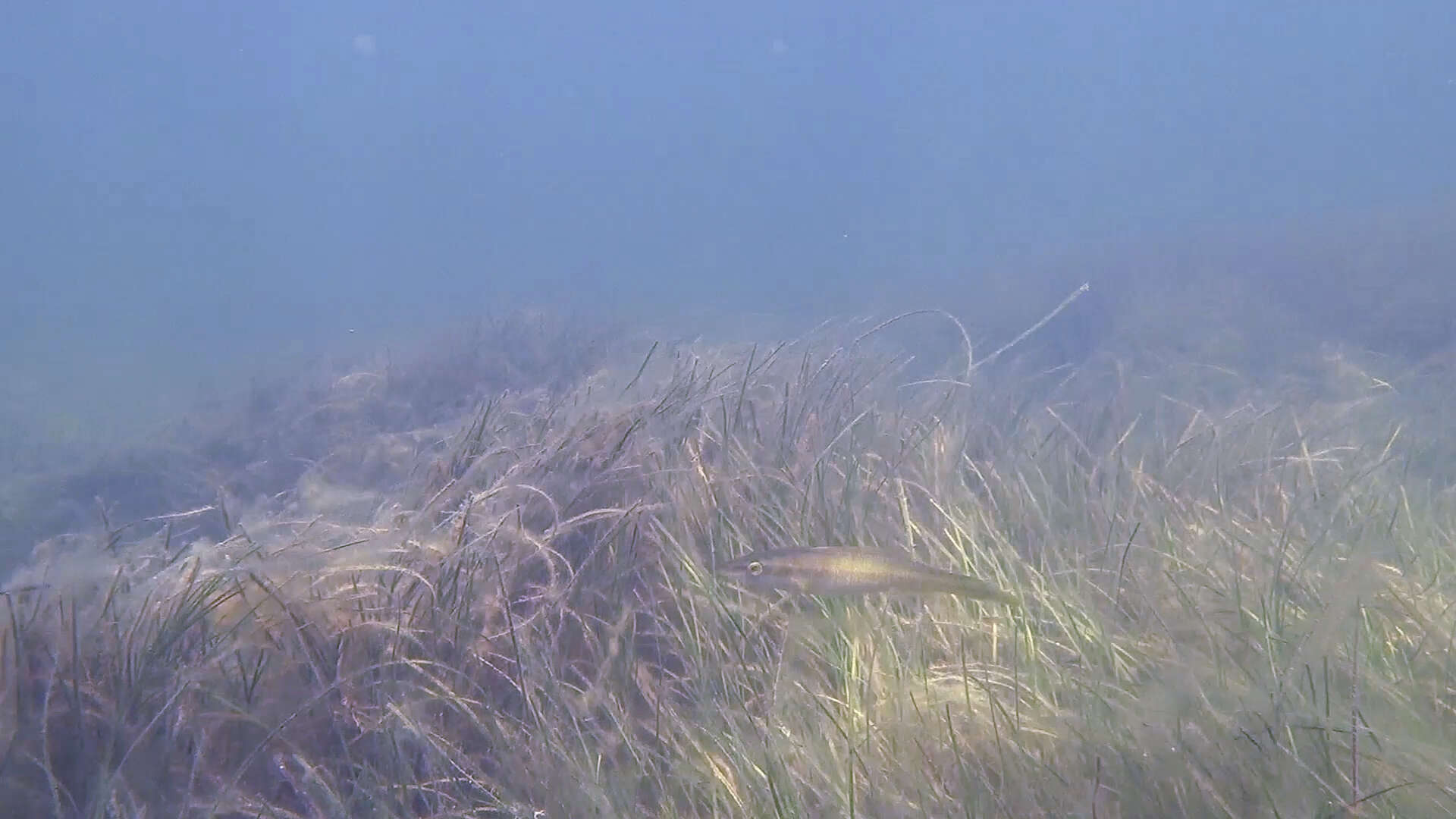 Image of Blue Rock Whiting