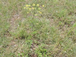 Image of Texas prairie parsley