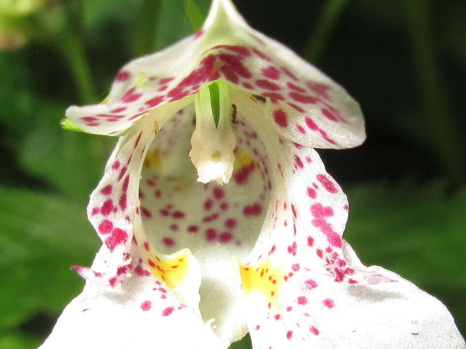 Image of Impatiens textorii Miq.