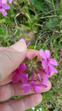 Image of hairy phlox