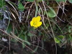 Saxifraga hirculus L. resmi