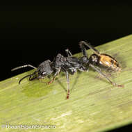 Image of Myrmecia queenslandica Forel 1915