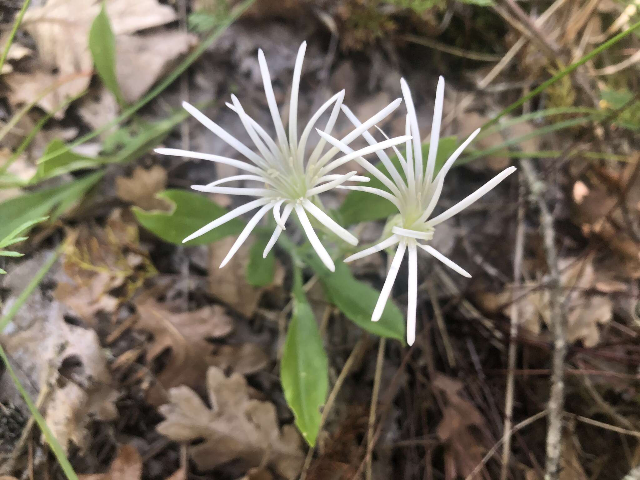 Слика од Silene nelsonii