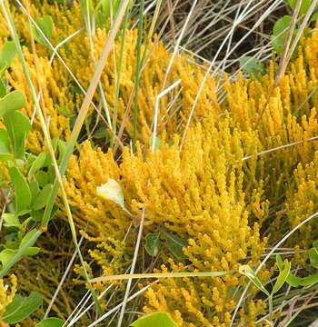 Image of Thesium confusum J. C. Manning & F. Forest