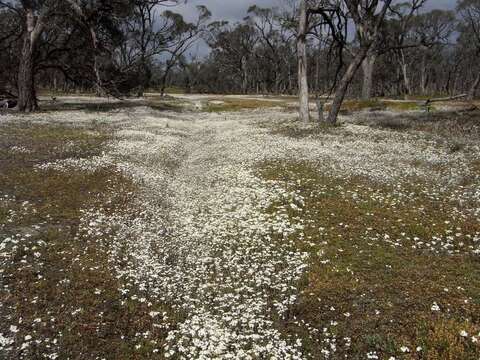 Image of Rhodanthe corymbiflora (Schltdl.) P. G. Wilson