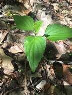 Image of Viola tripartita var. glaberrima (Ging. ex Chapm.) R. M. Harper