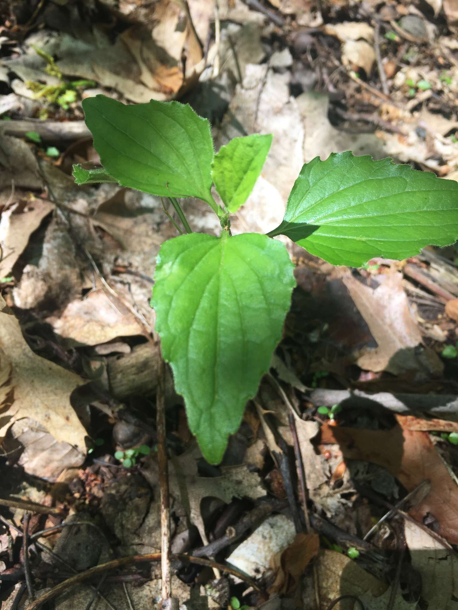 Image of Viola tripartita var. glaberrima (Ging. ex Chapm.) R. M. Harper