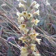 Image of Michoacán lady orchid