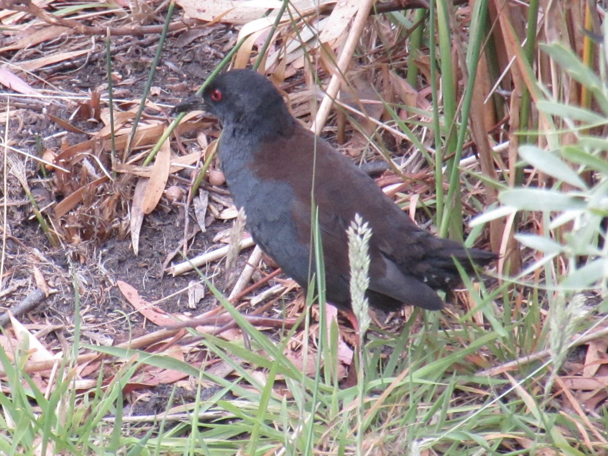 Image of Spotless Crake