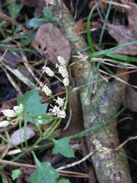 Image of variableleaf Indian plantain