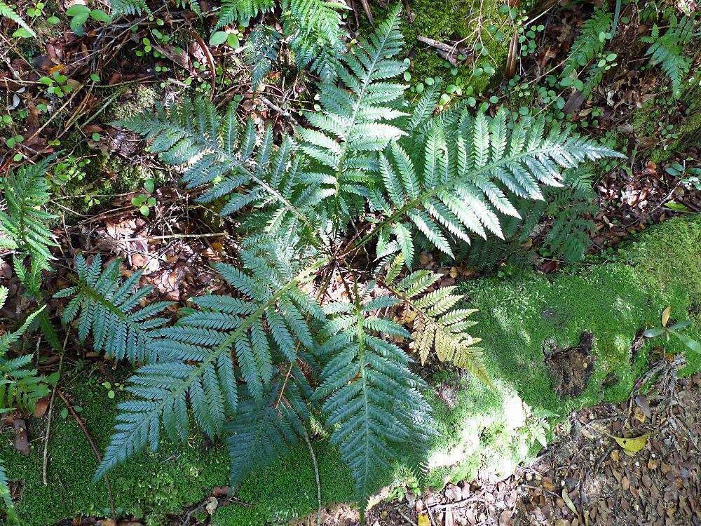 Image of Diploblechnum fraseri (A. Cunn.) De Vol