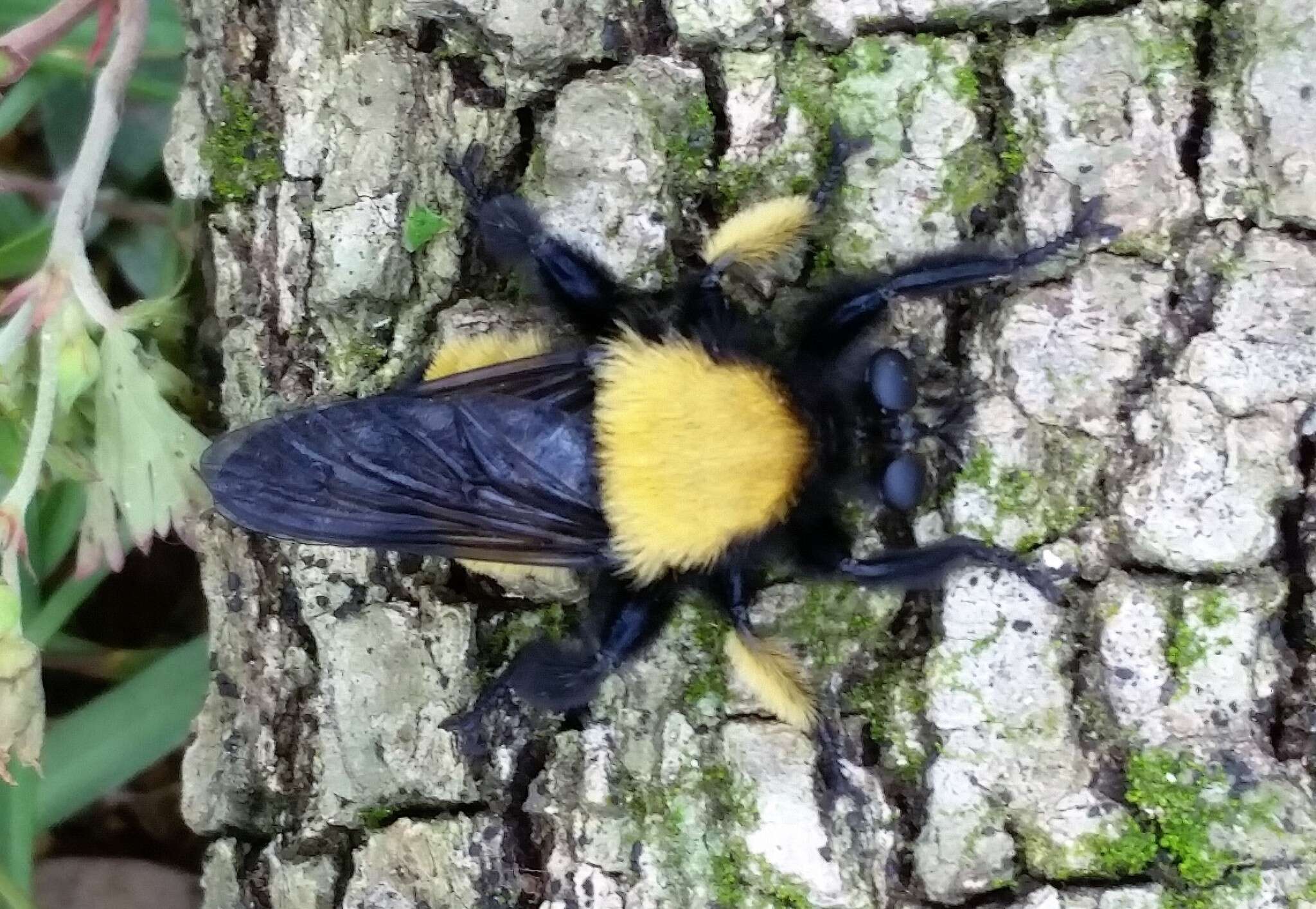 Image of Laphria macquarti (Banks 1917)