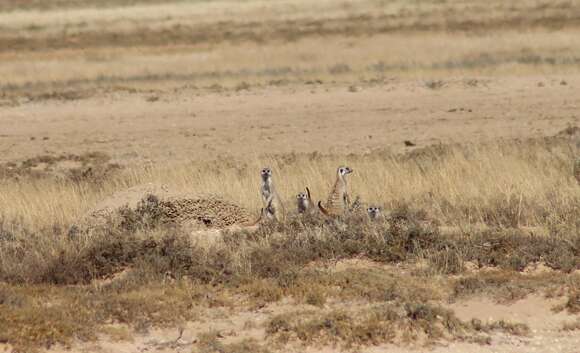 Image of Suricata suricatta suricatta (Schreber 1776)