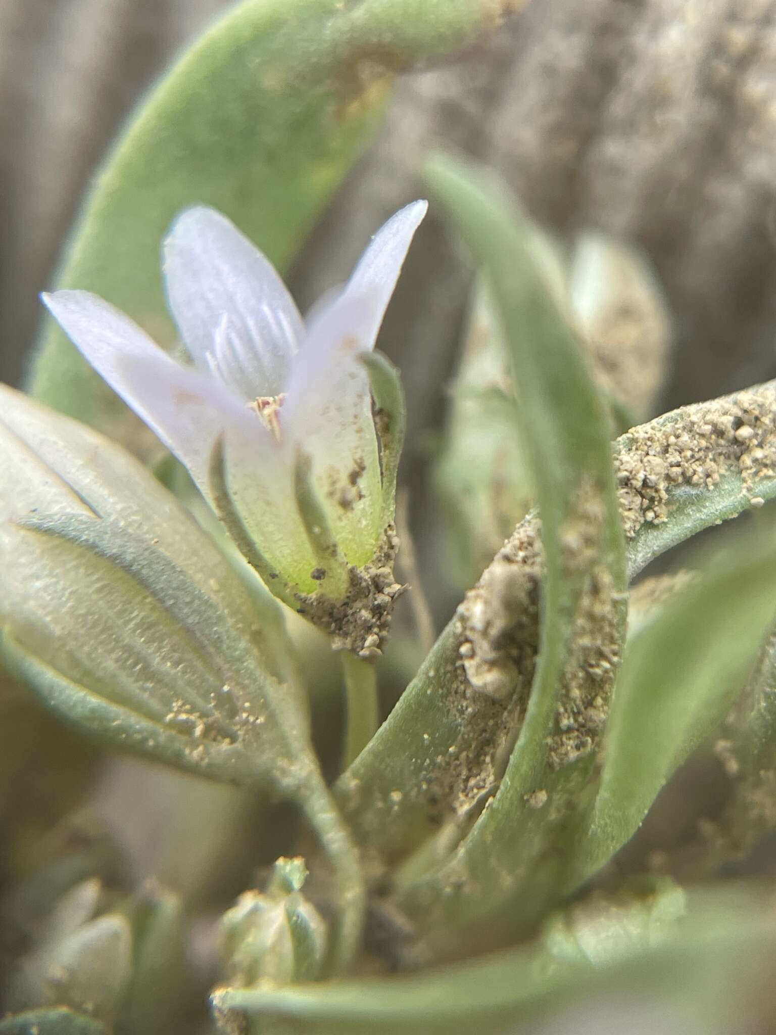 صورة Gentianella tortuosa (M. E. Jones) J. M. Gillett