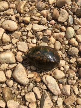 Image of Sternotherus minor peltifer Smith & Glass 1947