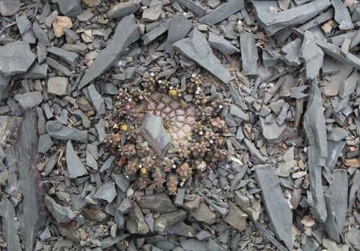 Image of Euphorbia procumbens Mill.