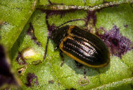 Image of Yellow-margined Leaf Beetle