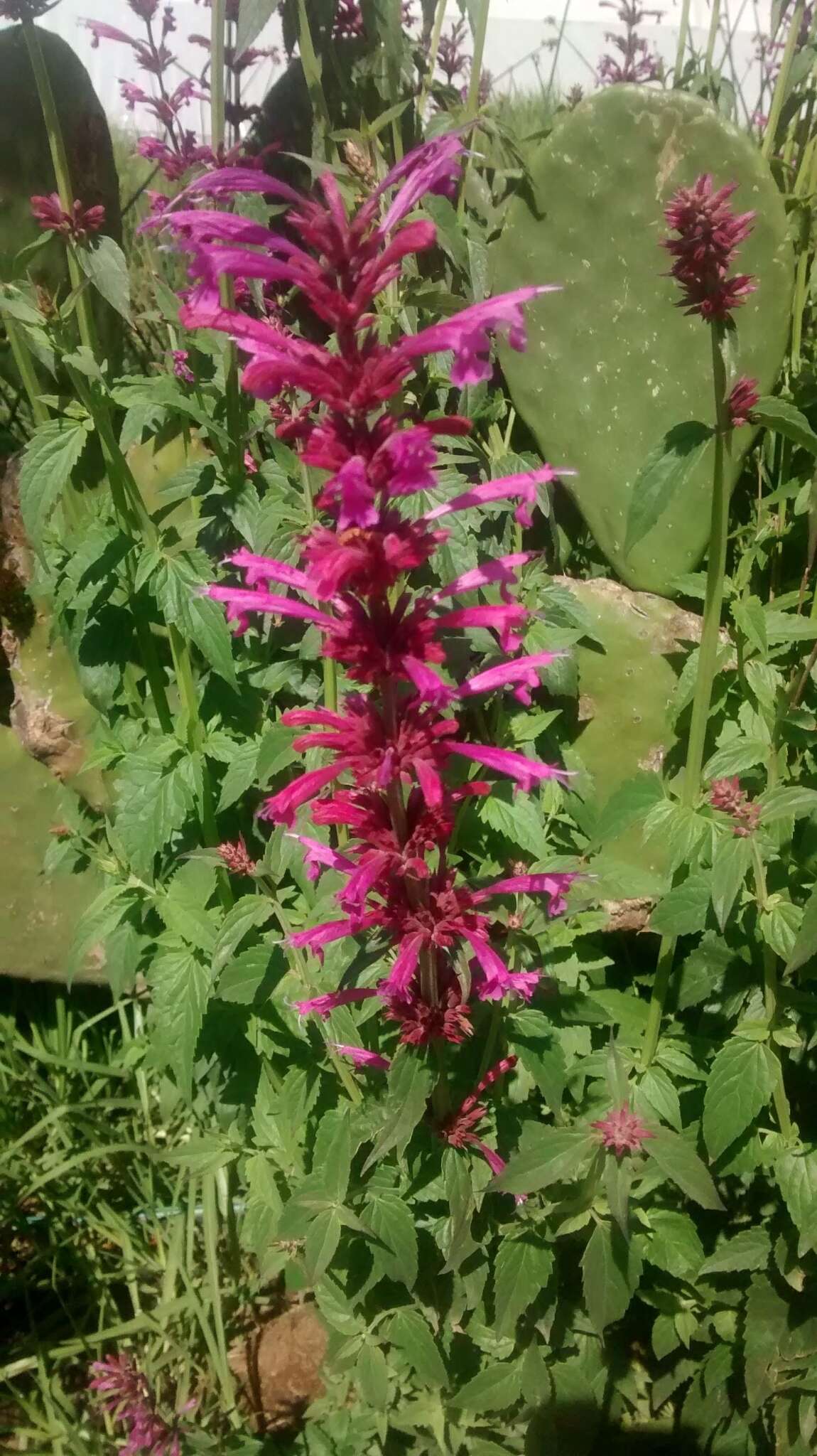 Image of Mexican giant hyssop