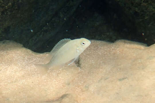 Pseudosimochromis resmi