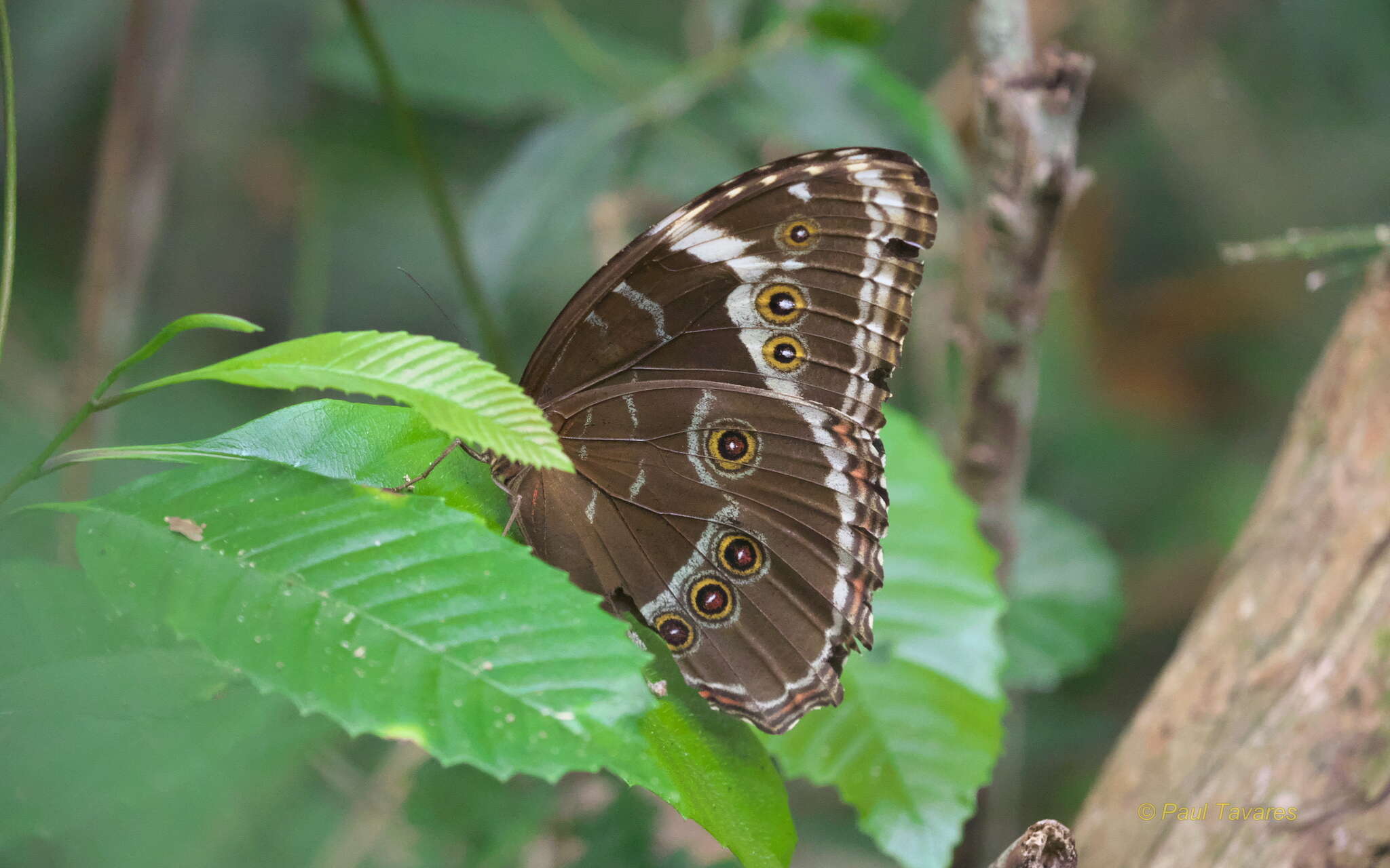 Morpho helenor achillides的圖片