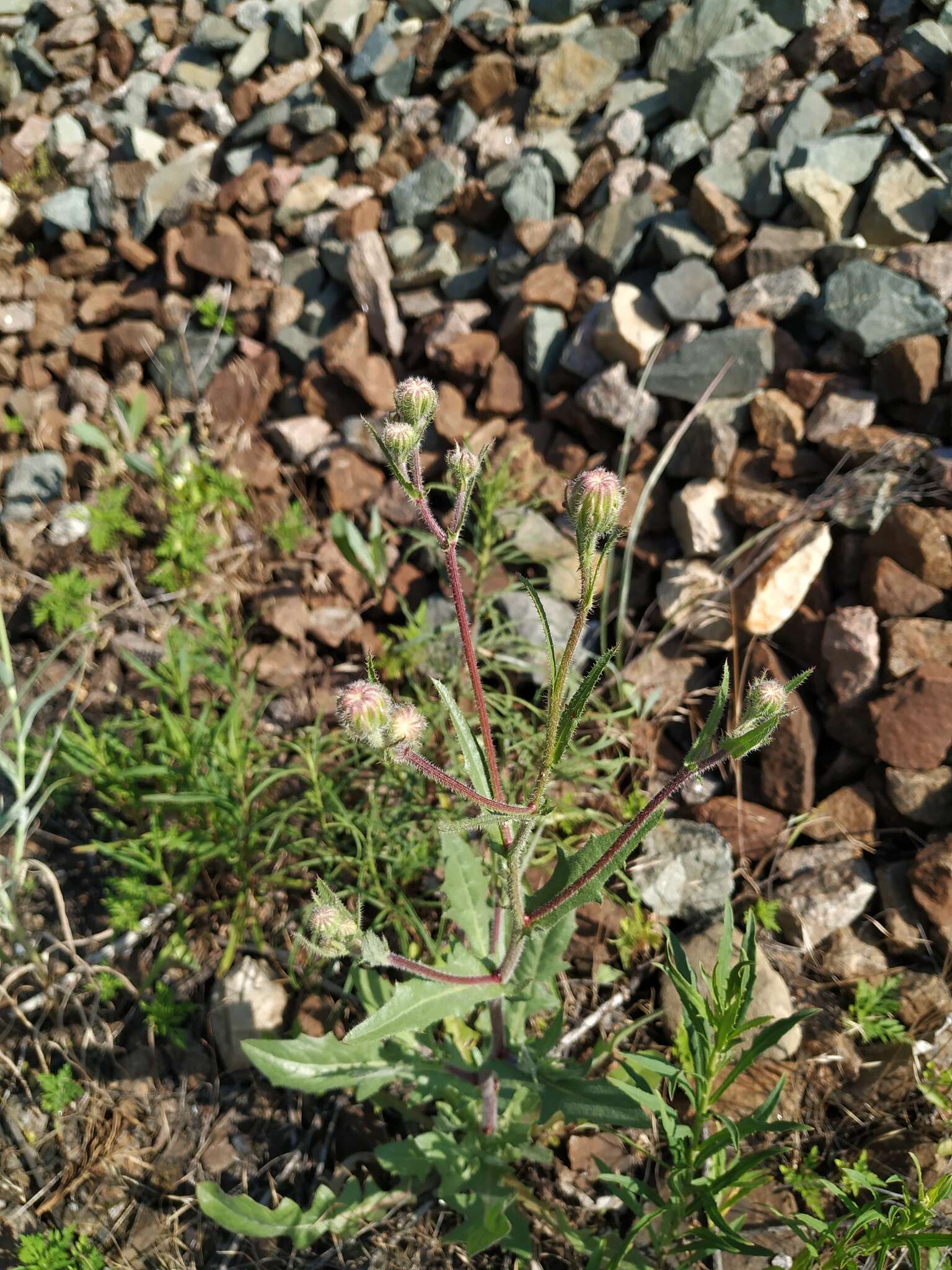Sivun Crepis foetida subsp. rhoeadifolia (M. Bieb.) Celak. kuva