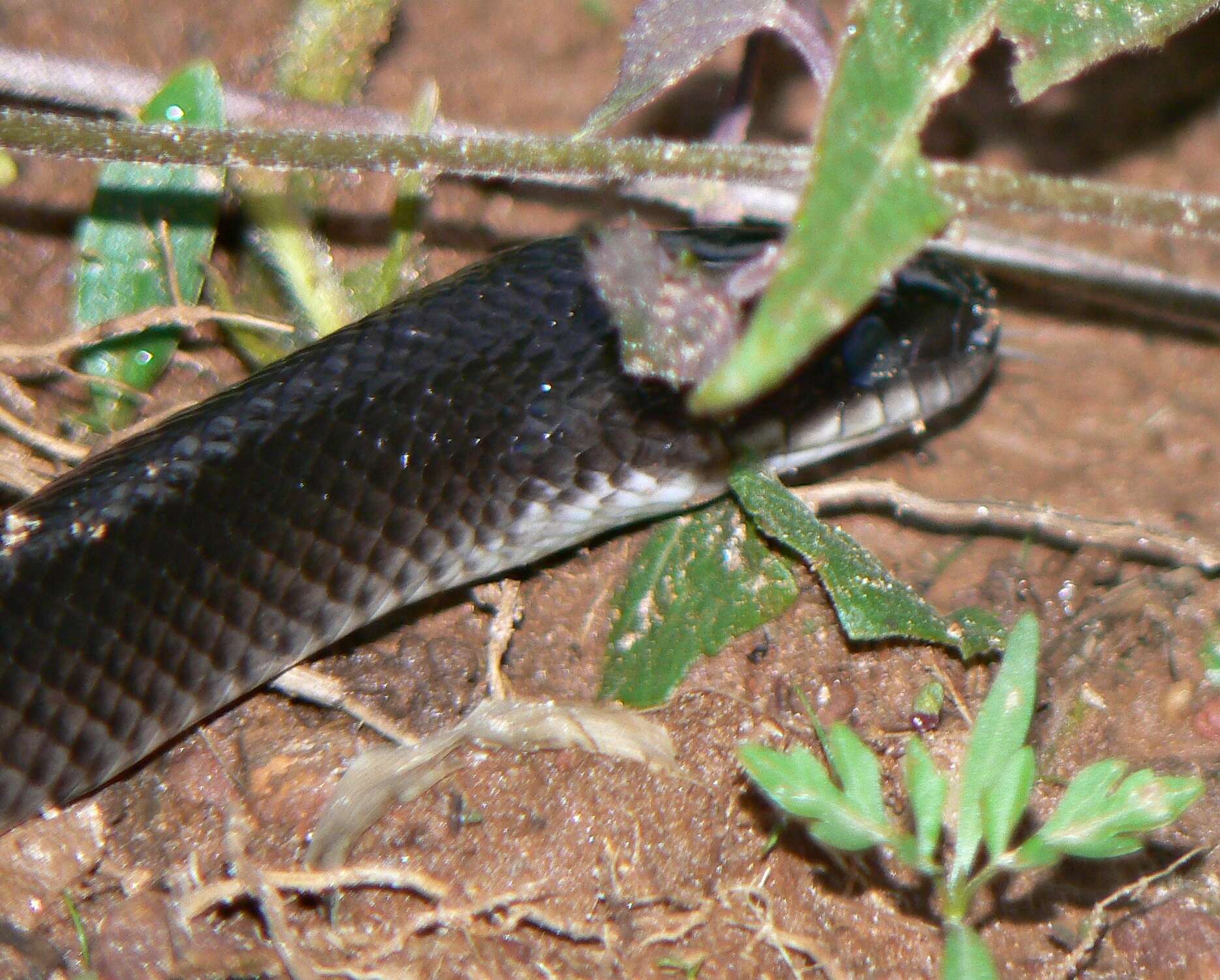 Image of Boiruna maculata (Boulenger 1896)