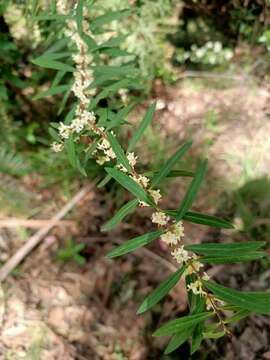 Image of Pimelea axiflora F. Müll.