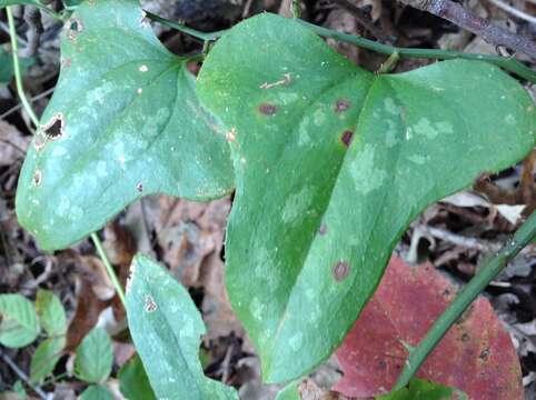 Smilax bona-nox L. resmi