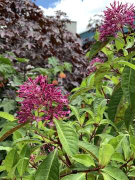 Image de Fuchsia paniculata Lindl.