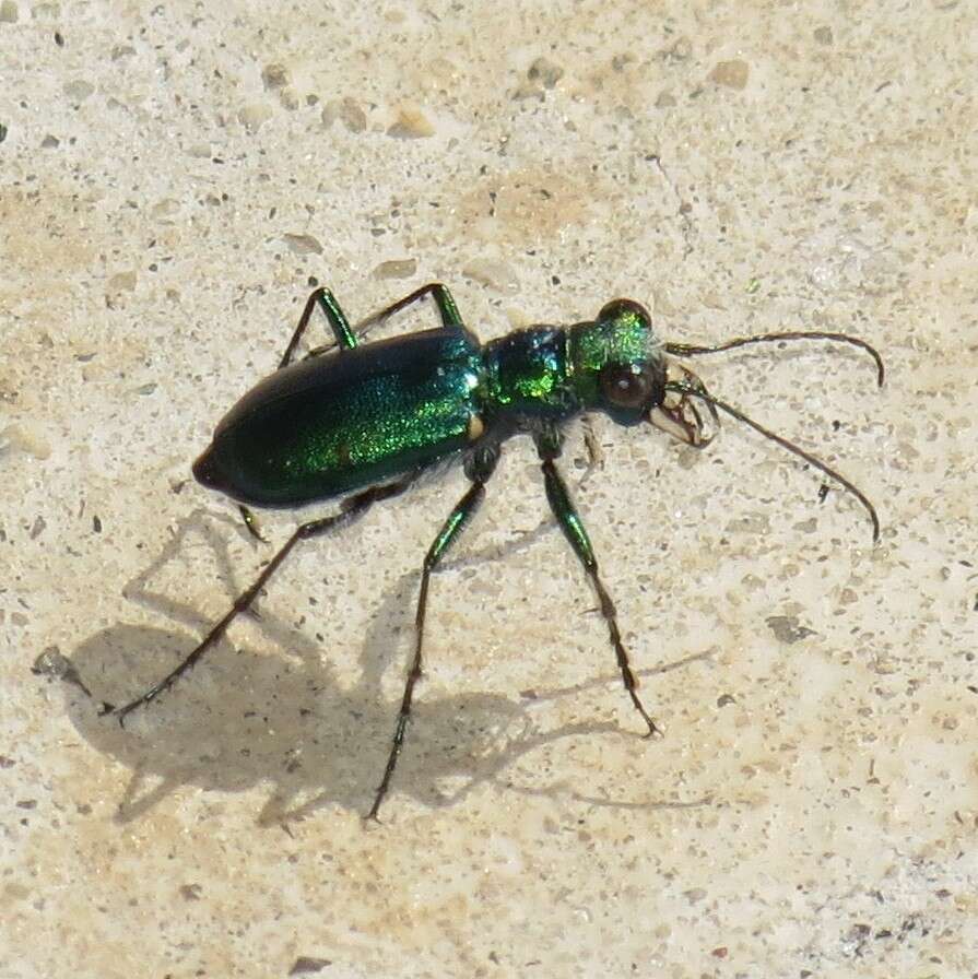 Image de Cicindela (Cicindela) pimeriana Le Conte 1867