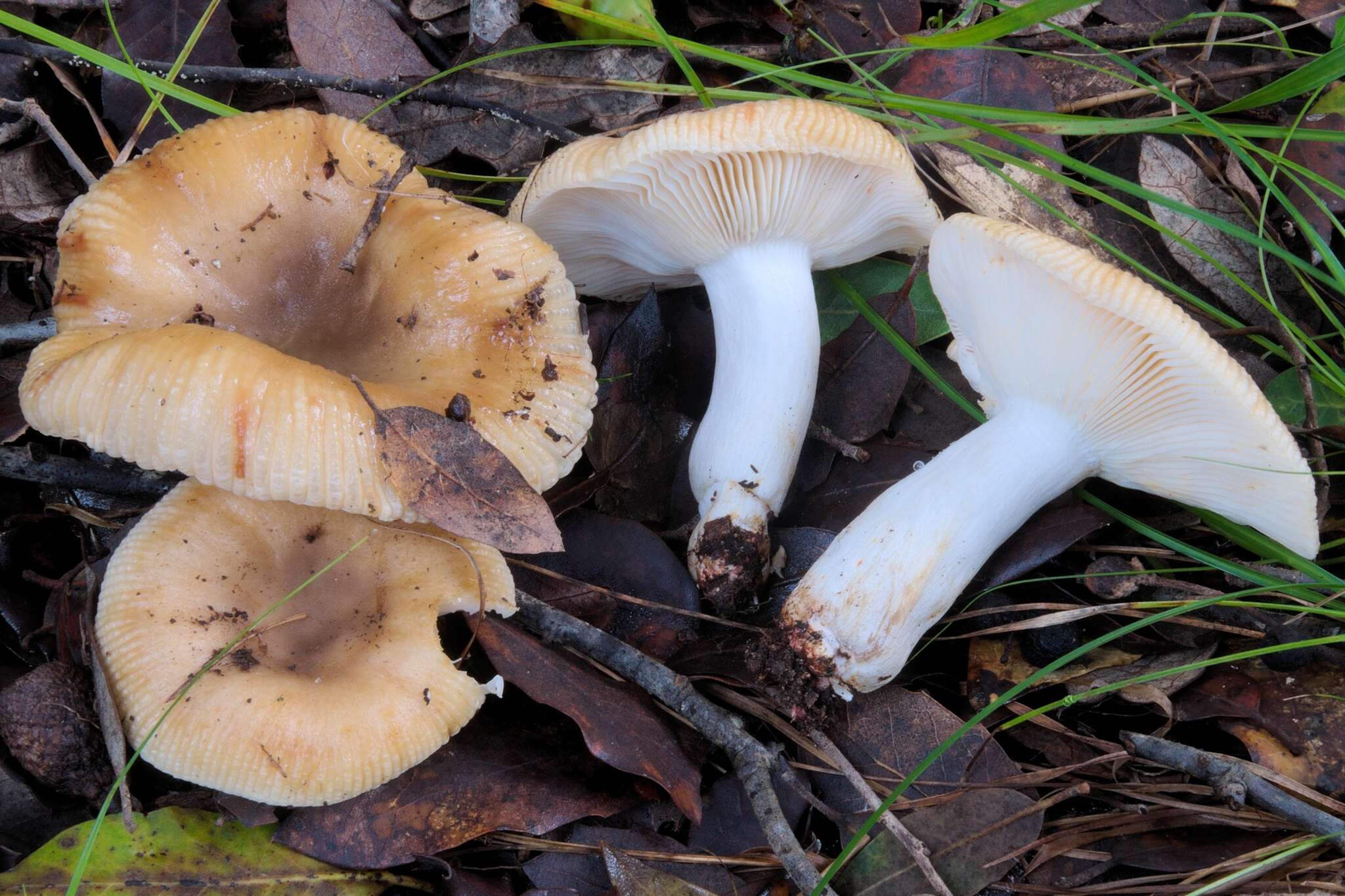 Image of Russula praetervisa Sarnari 1998