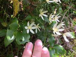 Image of Clematis forsteri J. F. Gmel.