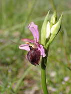 صورة Ophrys sphegodes subsp. aveyronensis J. J. Wood