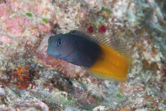 Image of Bicolor Blenny