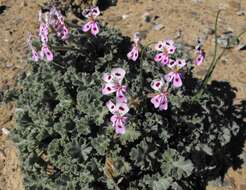 Image of Pelargonium crassicaule L'Her.