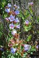 Lobostemon laevigatus (L.) Buek resmi