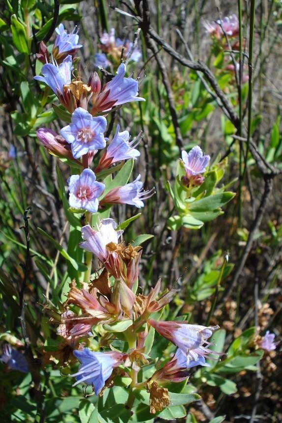 Lobostemon laevigatus (L.) Buek resmi