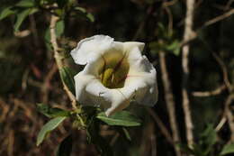 Image of Cup of Gold