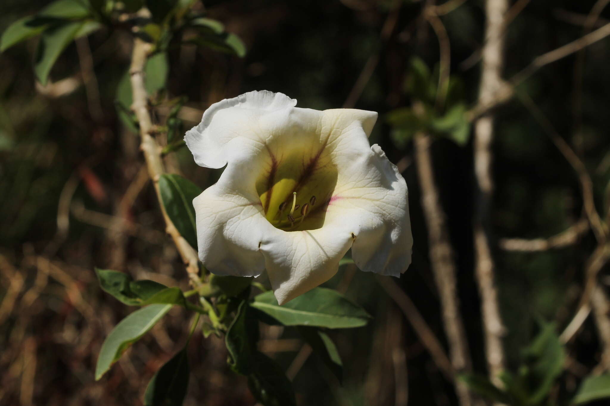 Solandra guttata D. Don的圖片