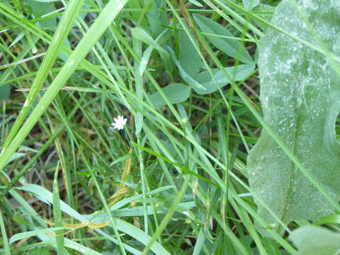 Stellaria longipes Goldie resmi