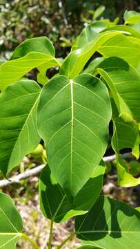 Ficus polita Vahl的圖片