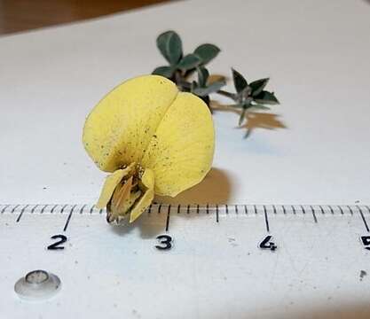 Image of Limestone Silverpod