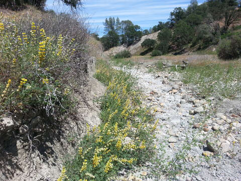 Слика од Lupinus luteolus Kellogg