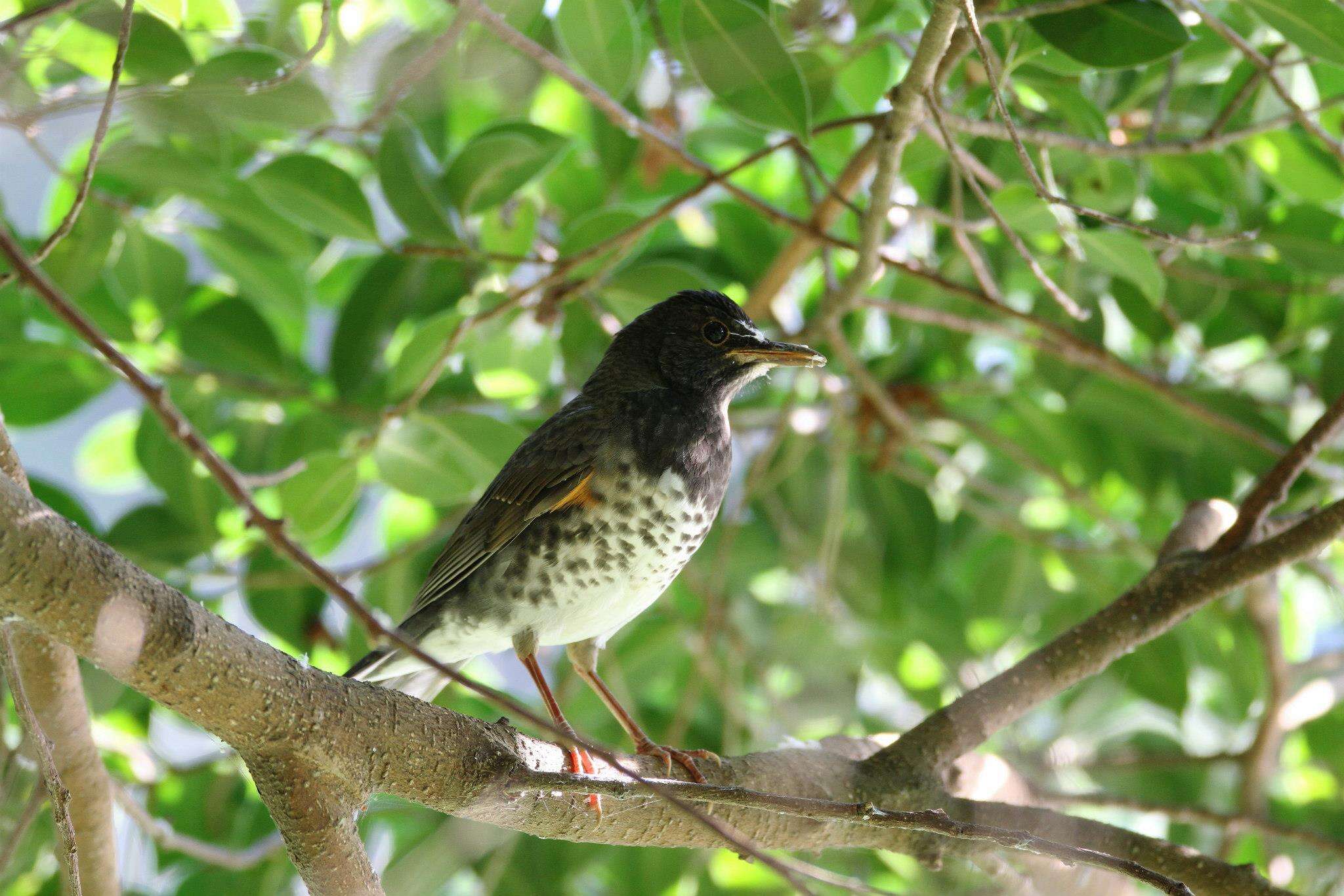 Image of Janpanese Thrush