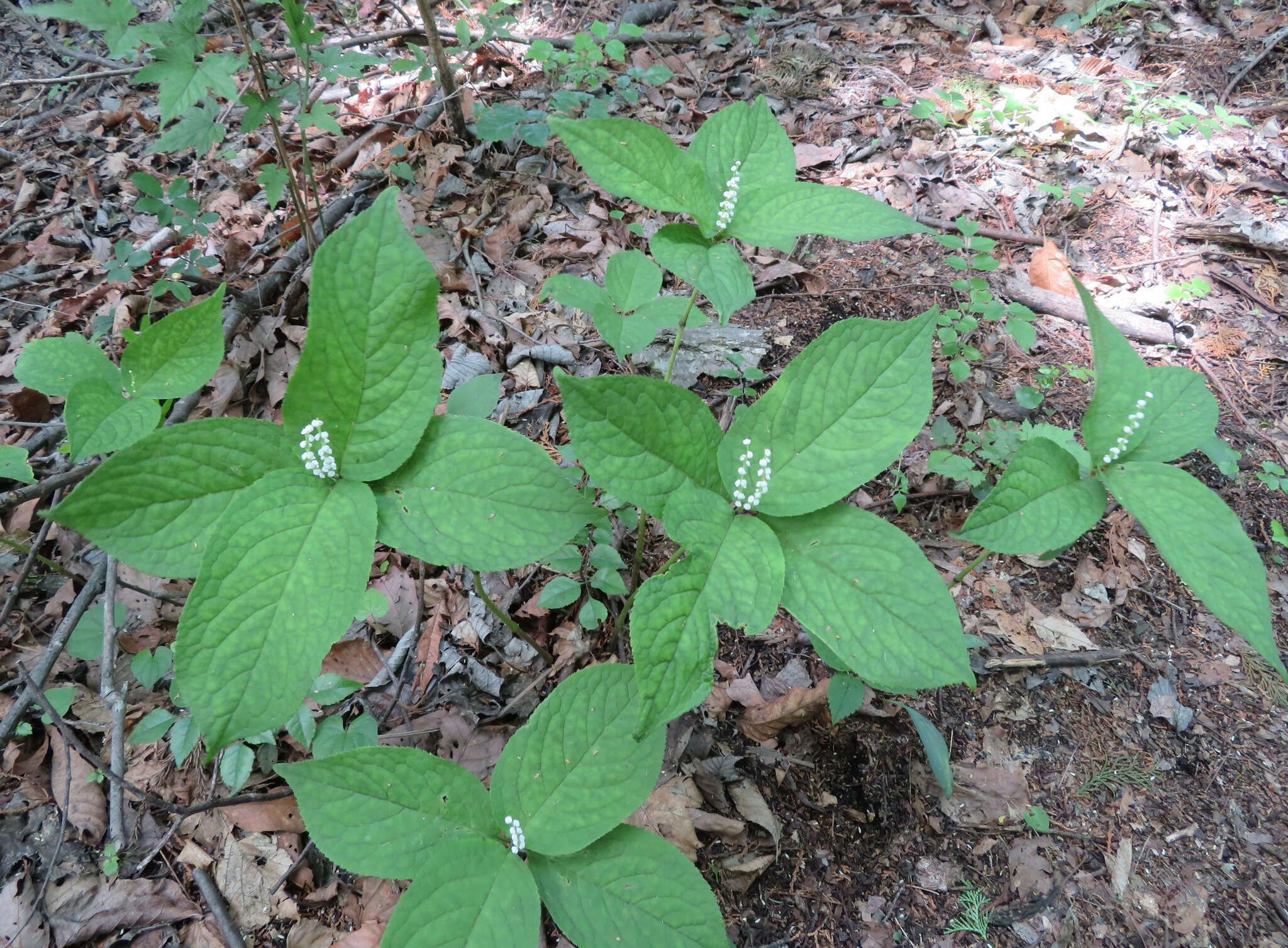 Image of Chloranthus serratus (Thunb.) Roem. & Schult.