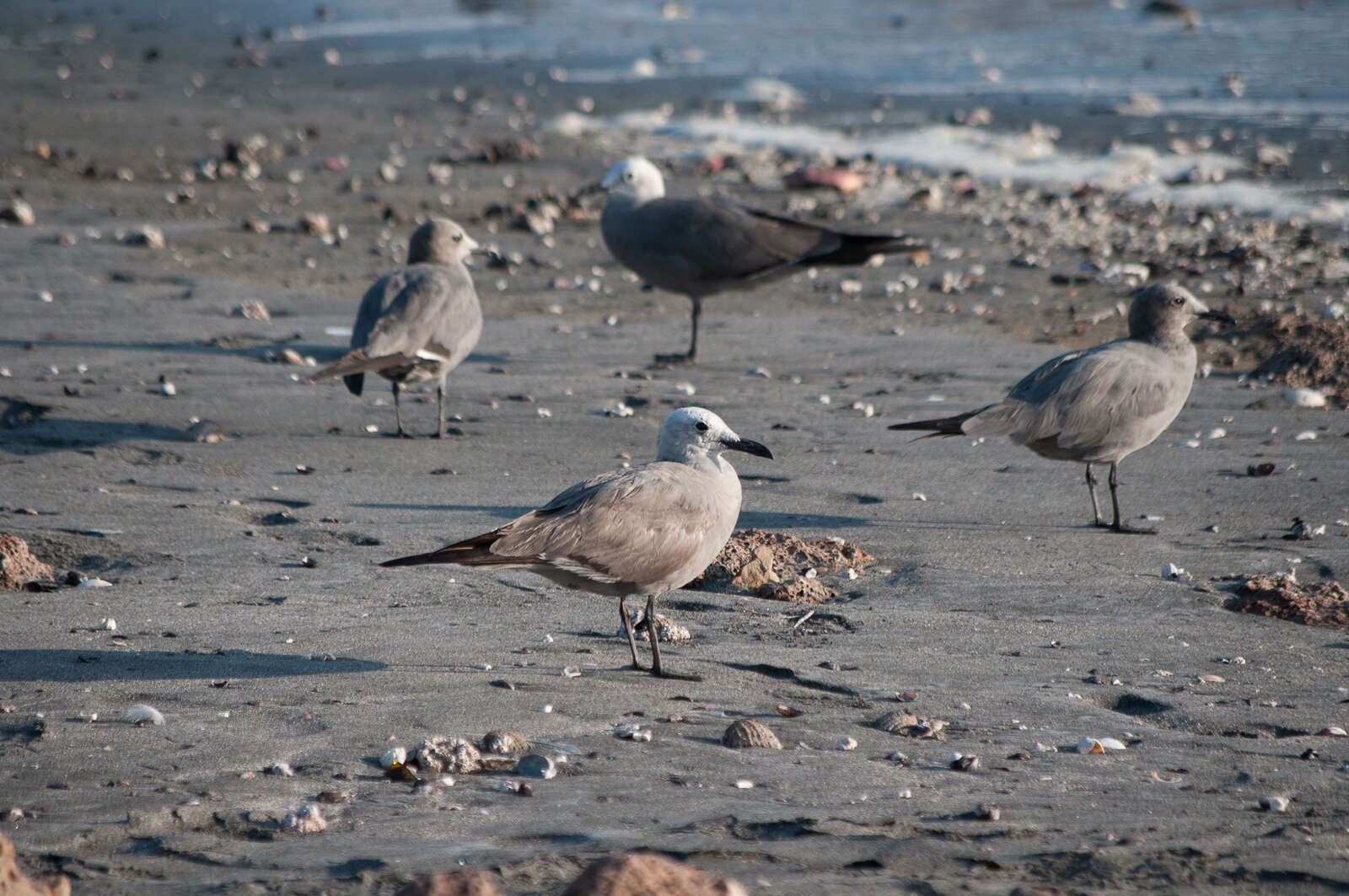 Image of Grey Gull