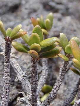 Image of Coprosma obconica Kirk